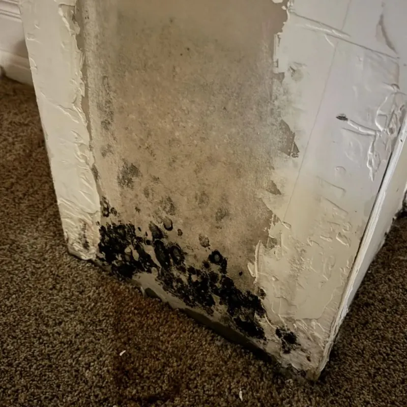 Professional Mold Removal in Leon County, TX